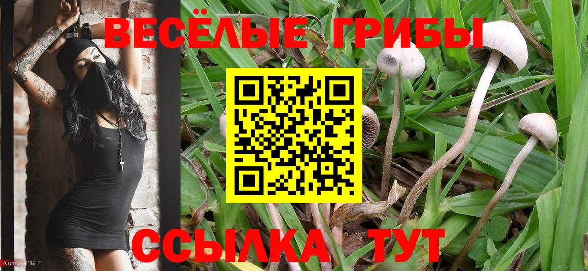 Галлюциногенные грибы прущие грибы  Галлюциногенные грибы GOLDEN TEACHER  Нарткала  Вход с VPN 